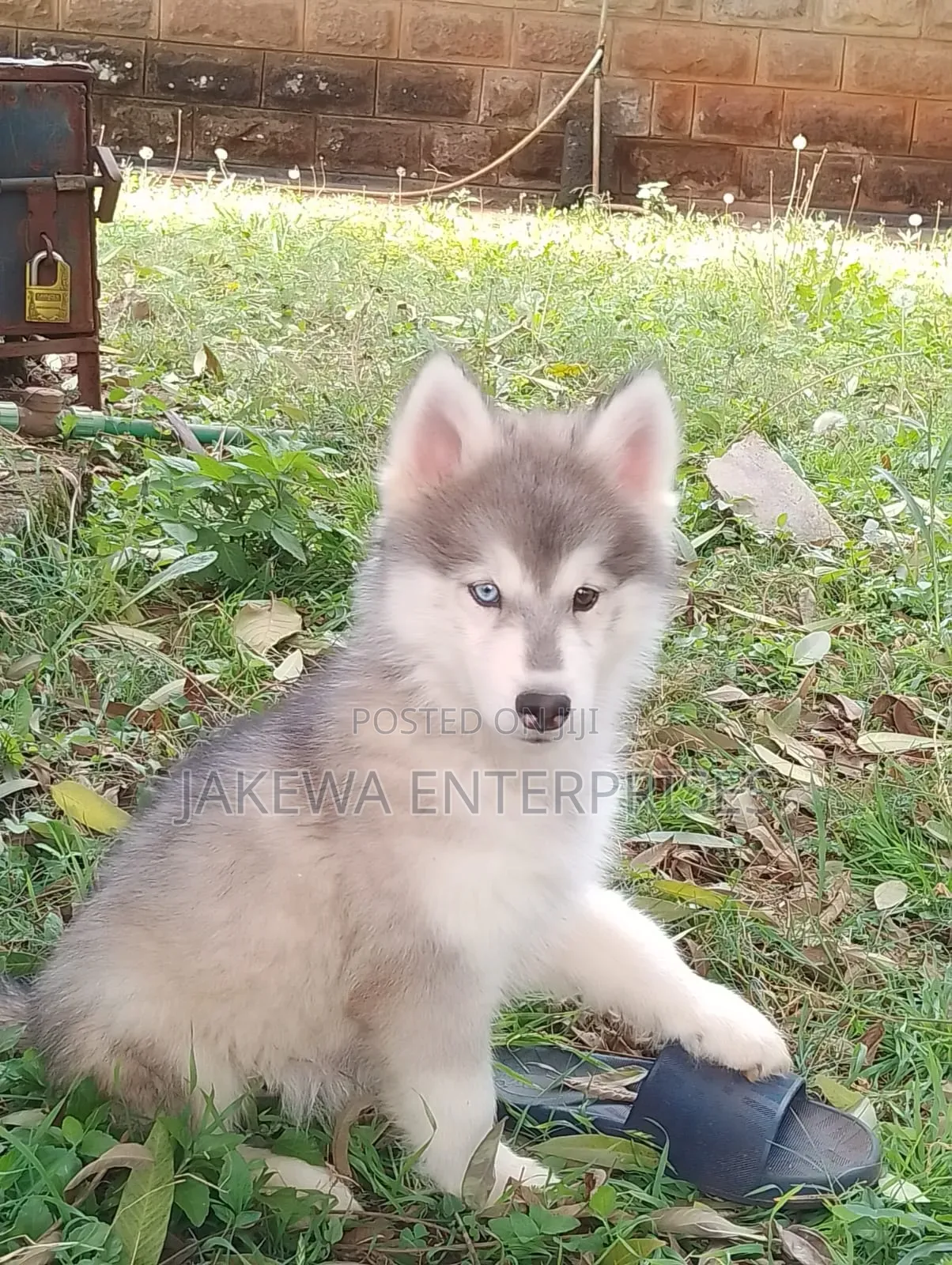 1-3 months Male Purebred Siberian Husky