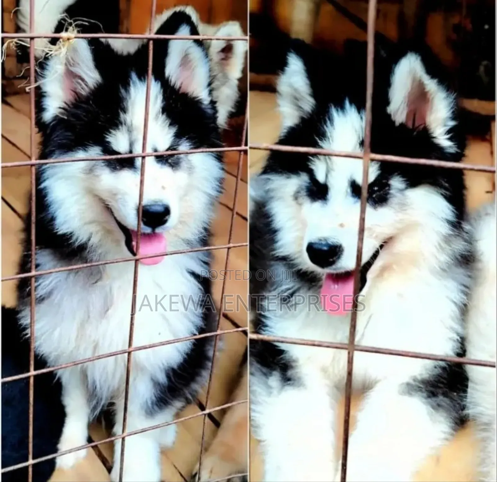 1-3 months Male Purebred Siberian Husky