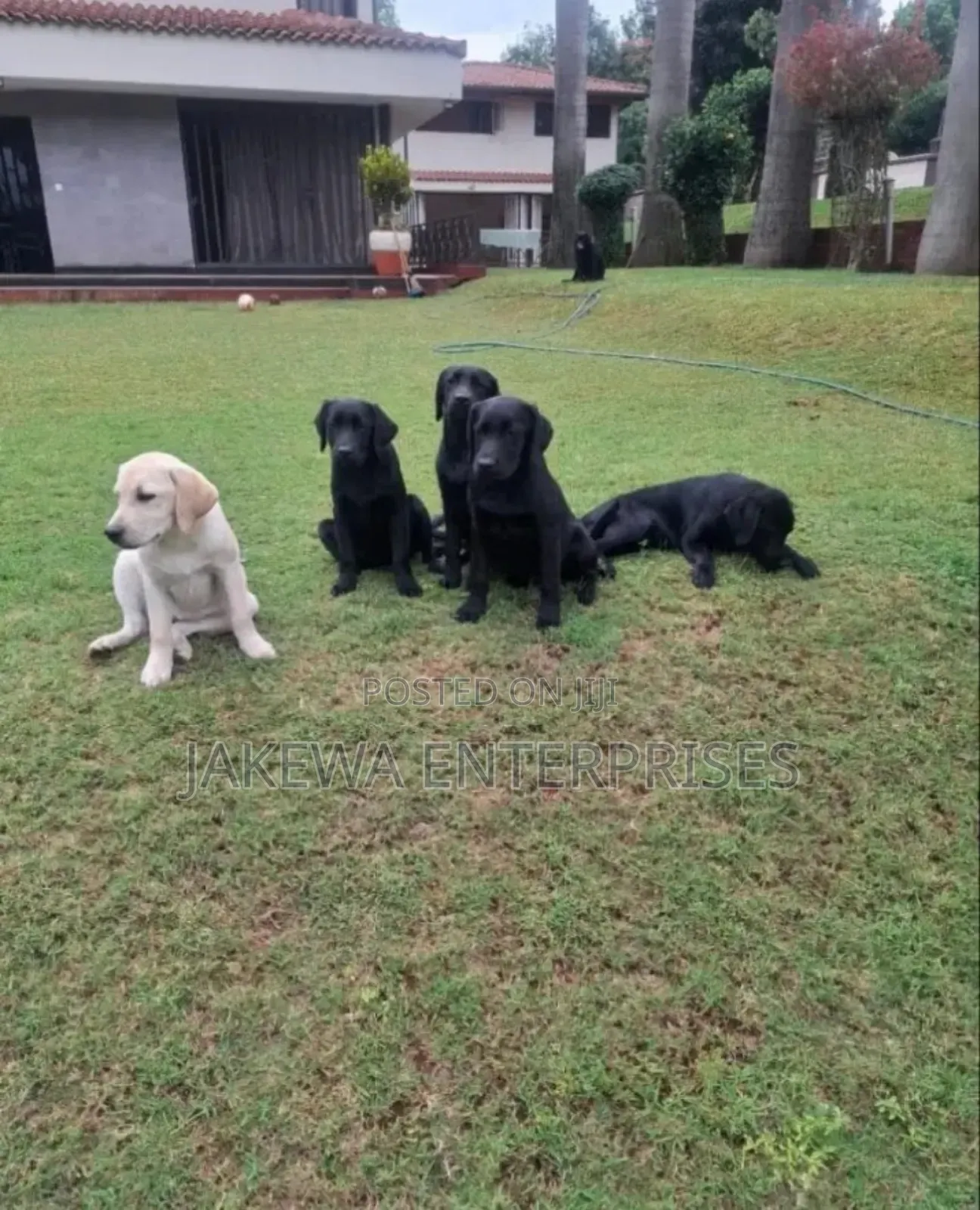 3-6 months Female Purebred Labrador Retriever