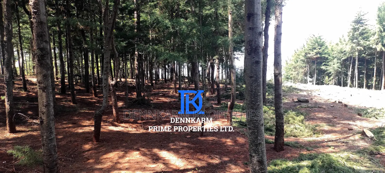Prime Plots for Sale – Forest Groove Kikuyu, Thigio