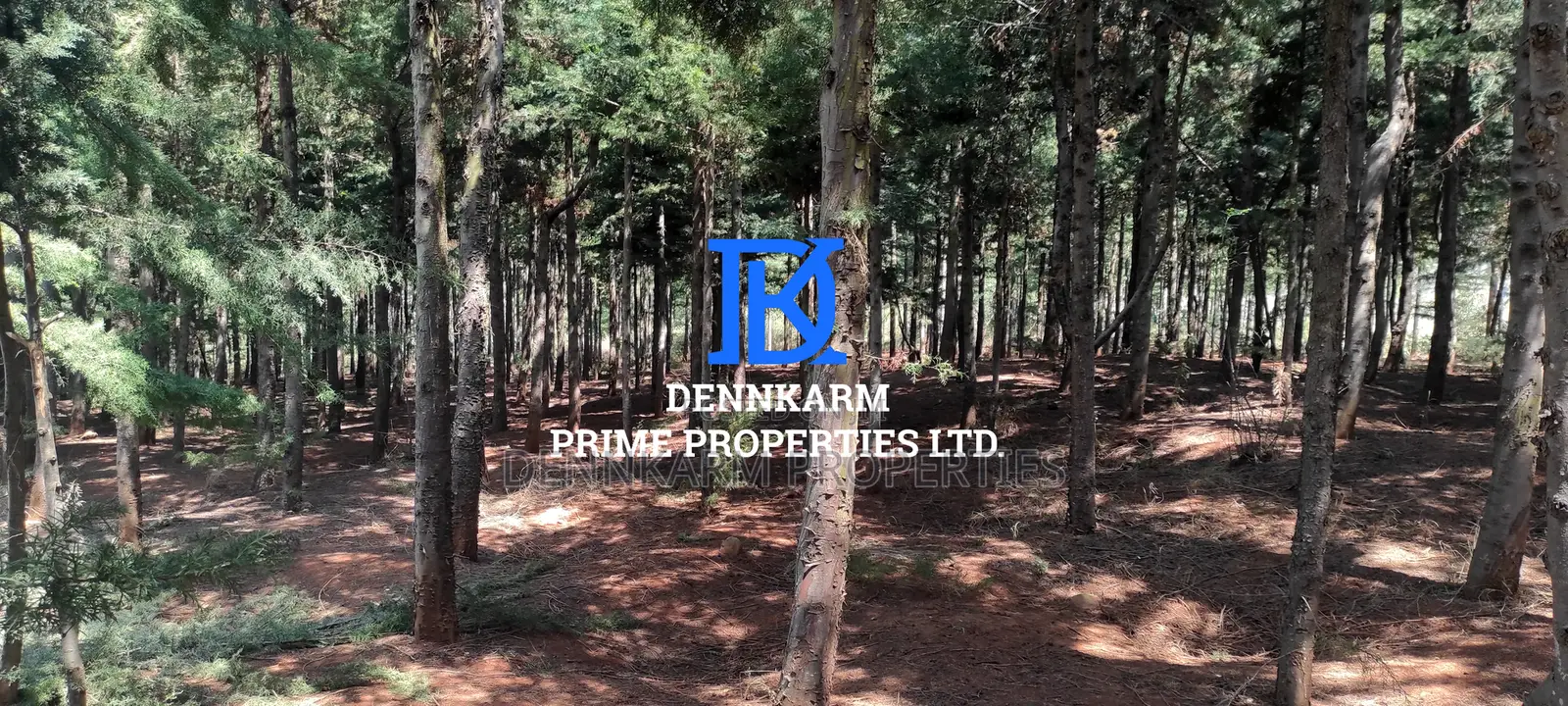 Prime Plots for Sale – Forest Groove Kikuyu, Thigio