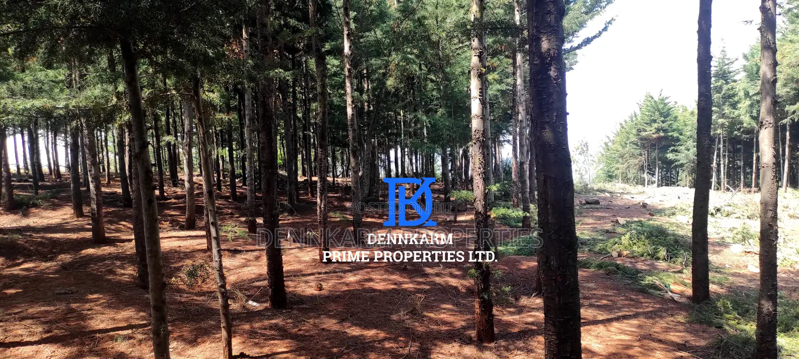 Prime Plots for Sale – Forest Groove Kikuyu, Thigio