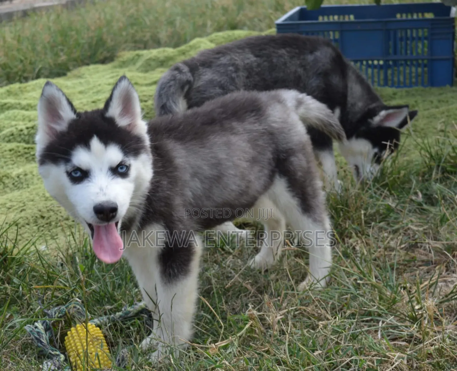1-3 months Female Purebred Siberian Husky