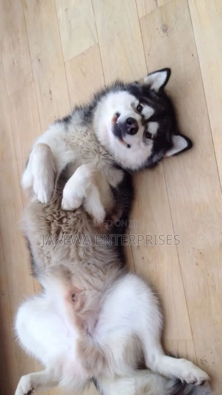 1-3 months Male Purebred Siberian Husky