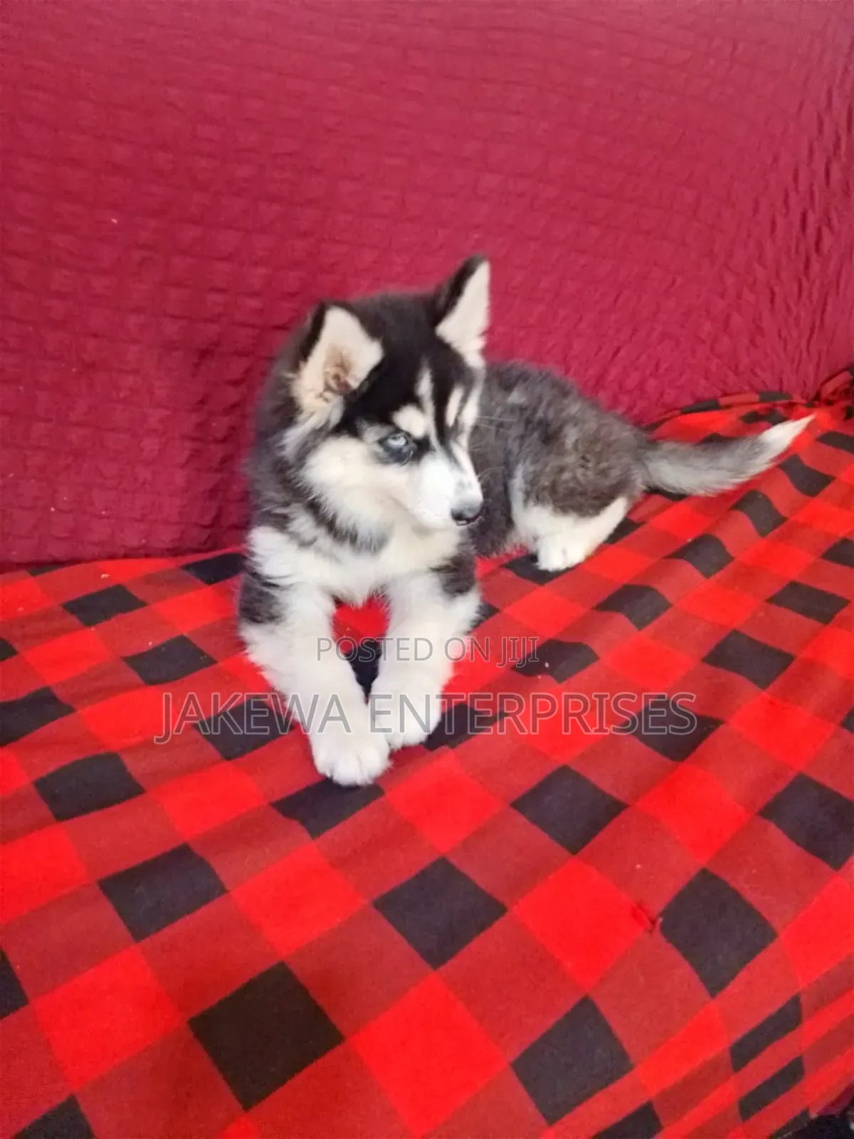 1-3 months Female Purebred Siberian Husky