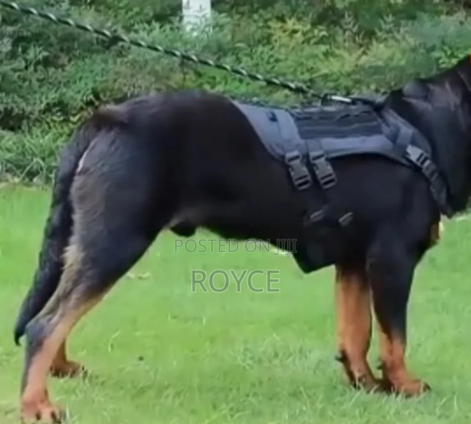 Tactical Dog Harness
