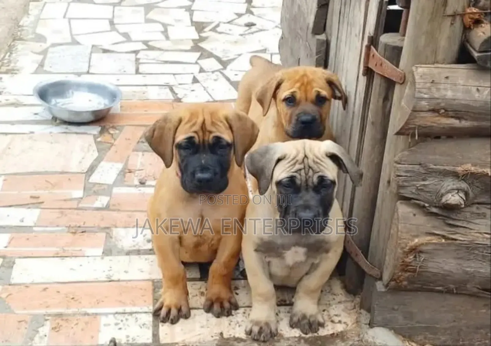 1-3 months Male Purebred Boerboel
