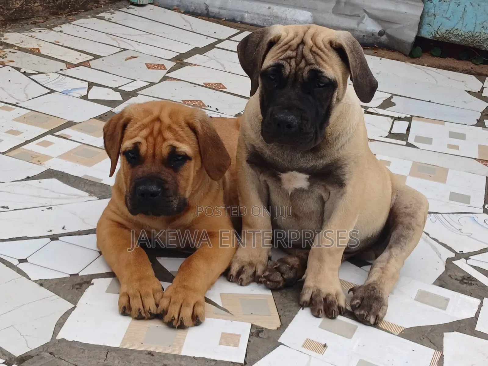 1-3 months Male Purebred Boerboel