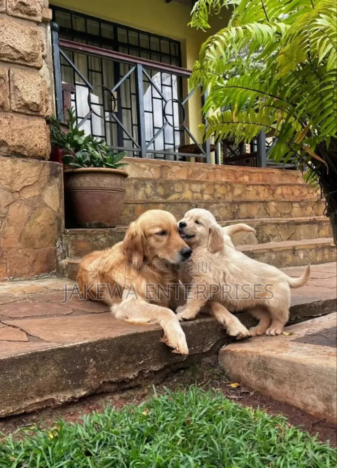 1-3 months Male Purebred Golden Retriever
