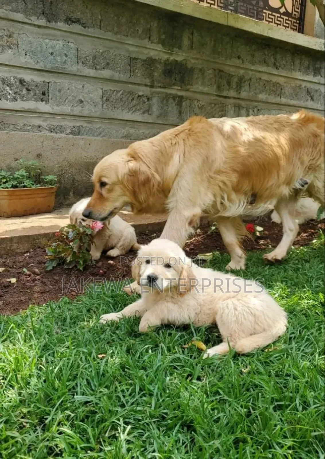 1-3 months Female Purebred Golden Retriever