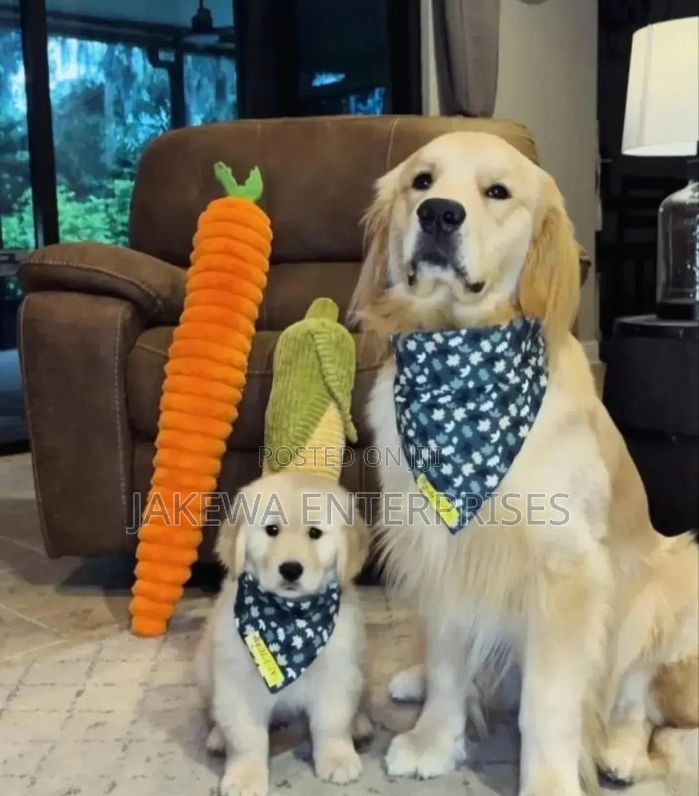 1-3 months Male Purebred Golden Retriever