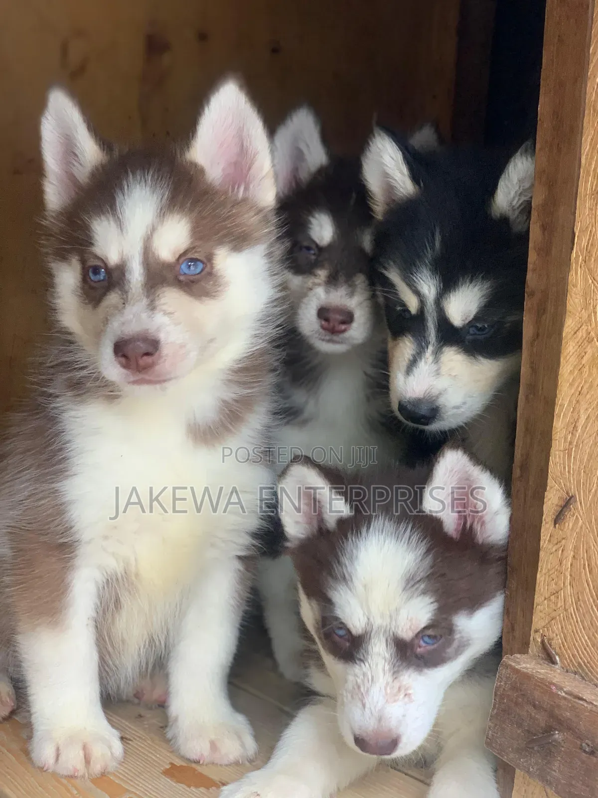 1-3 months Male Purebred Siberian Husky