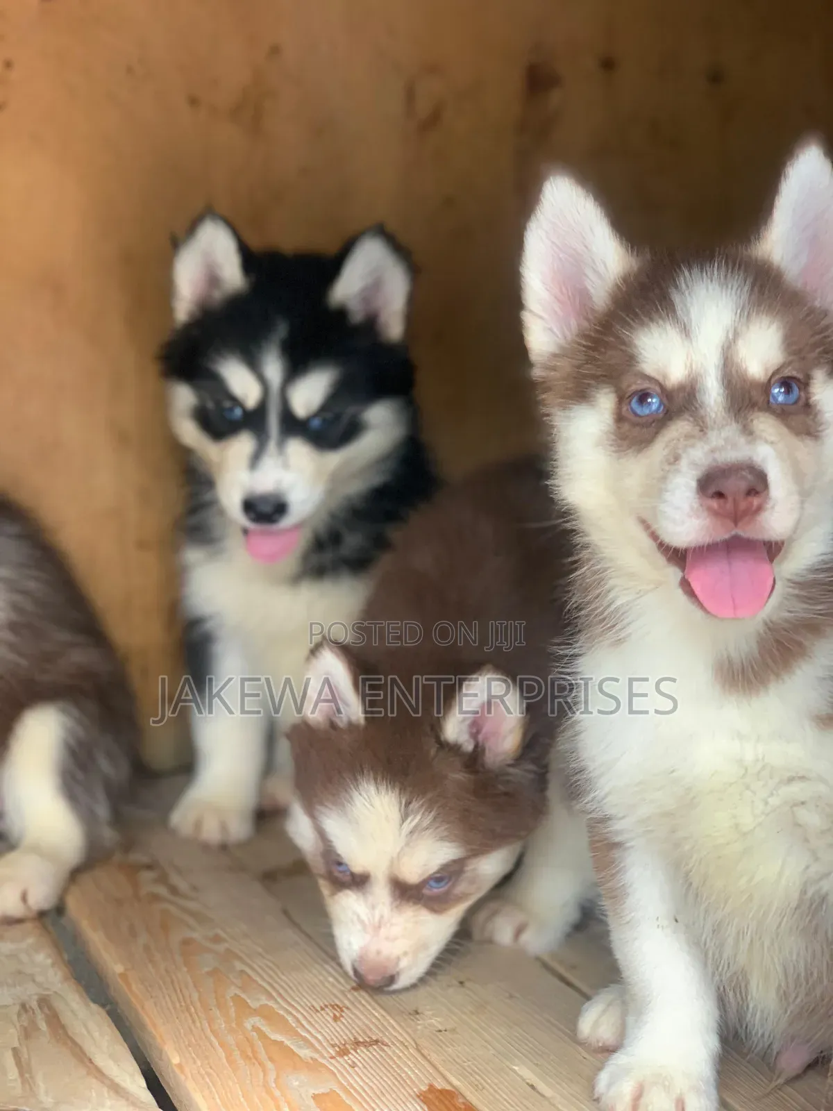 1-3 months Female Purebred Siberian Husky