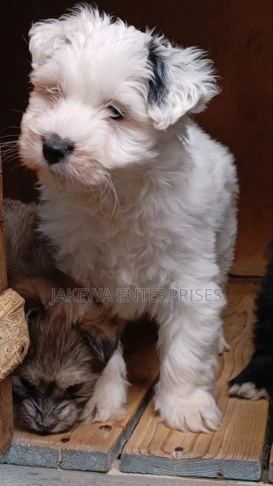 1-3 months Female Purebred Havanese