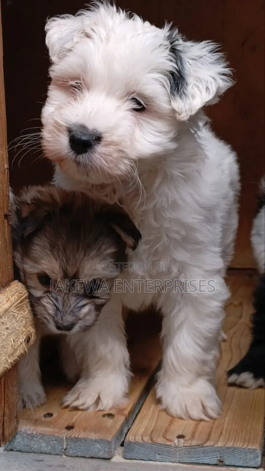 1-3 months Male Purebred Havanese