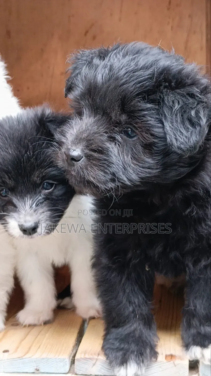 1-3 months Male Purebred Havanese