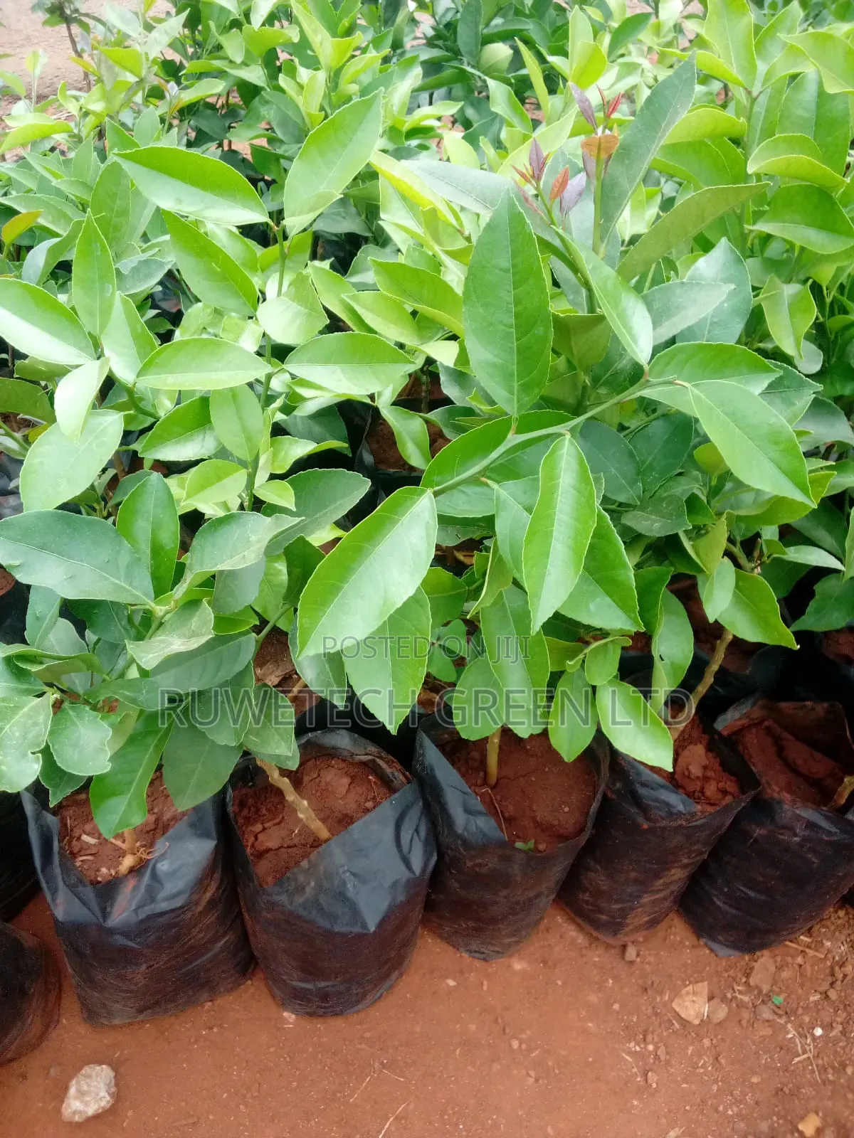 Maya Lemon Seedlings