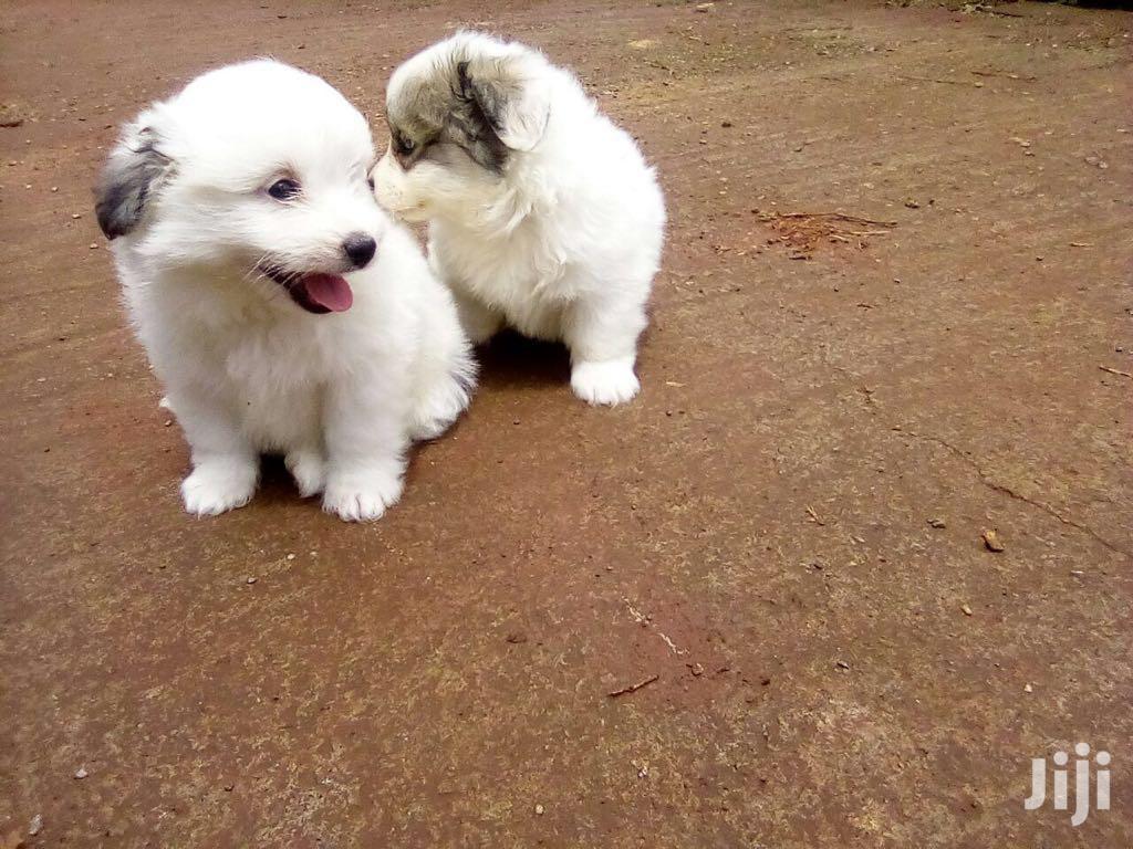 Young Female Purebred Maltese