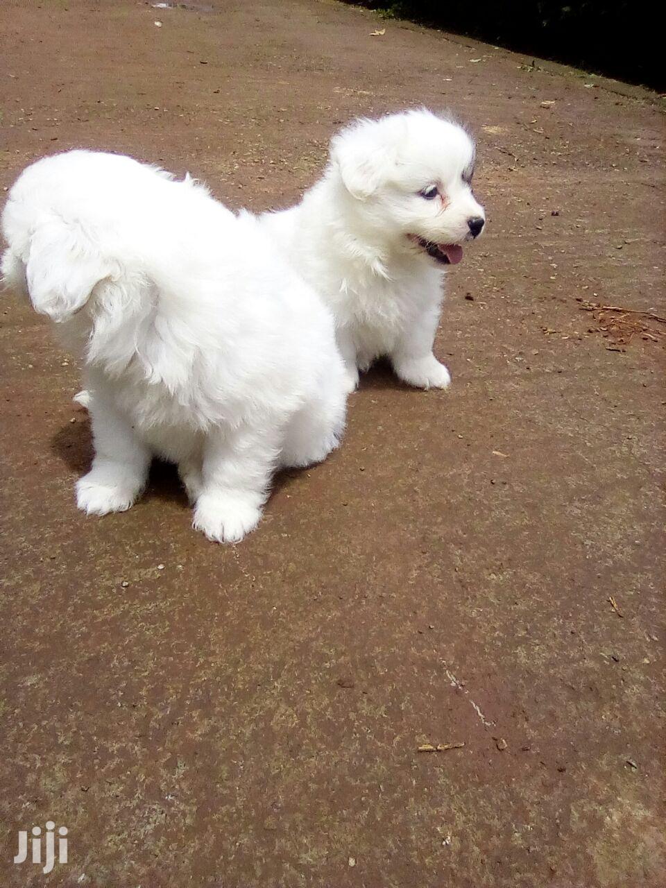 Young Female Purebred Maltese