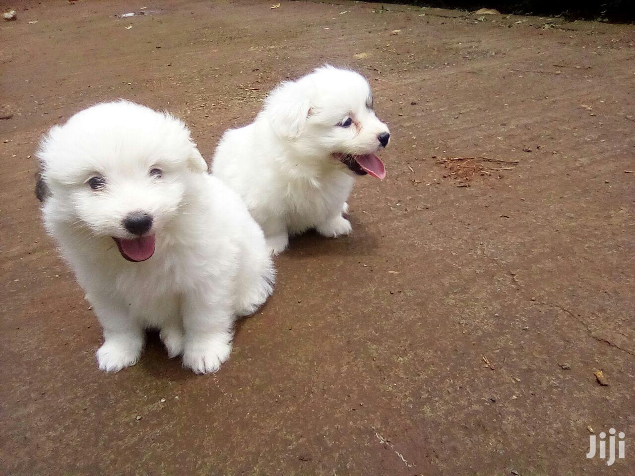 Young Female Purebred Maltese