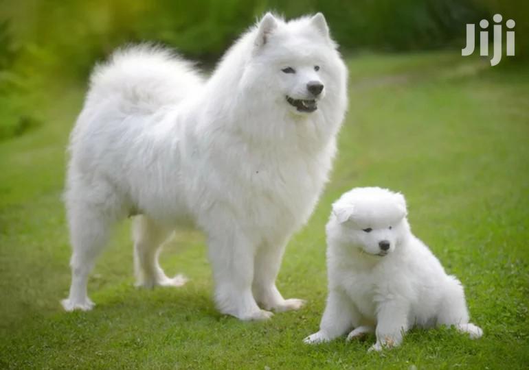 1-3 Month Male Purebred Pomeranian