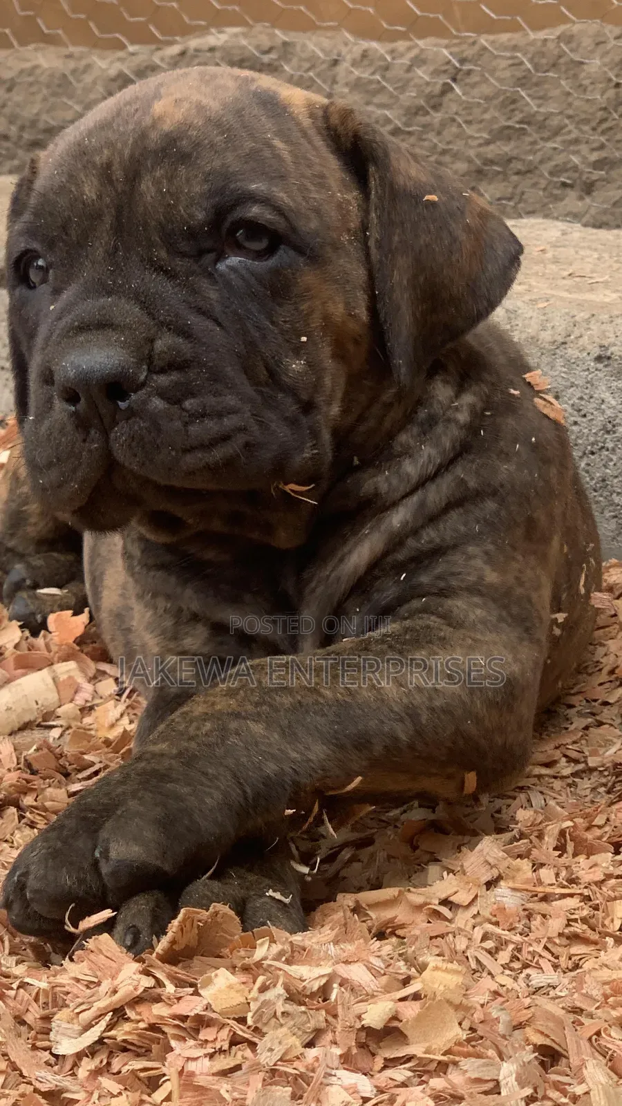 1-3 months Male Purebred Boerboel
