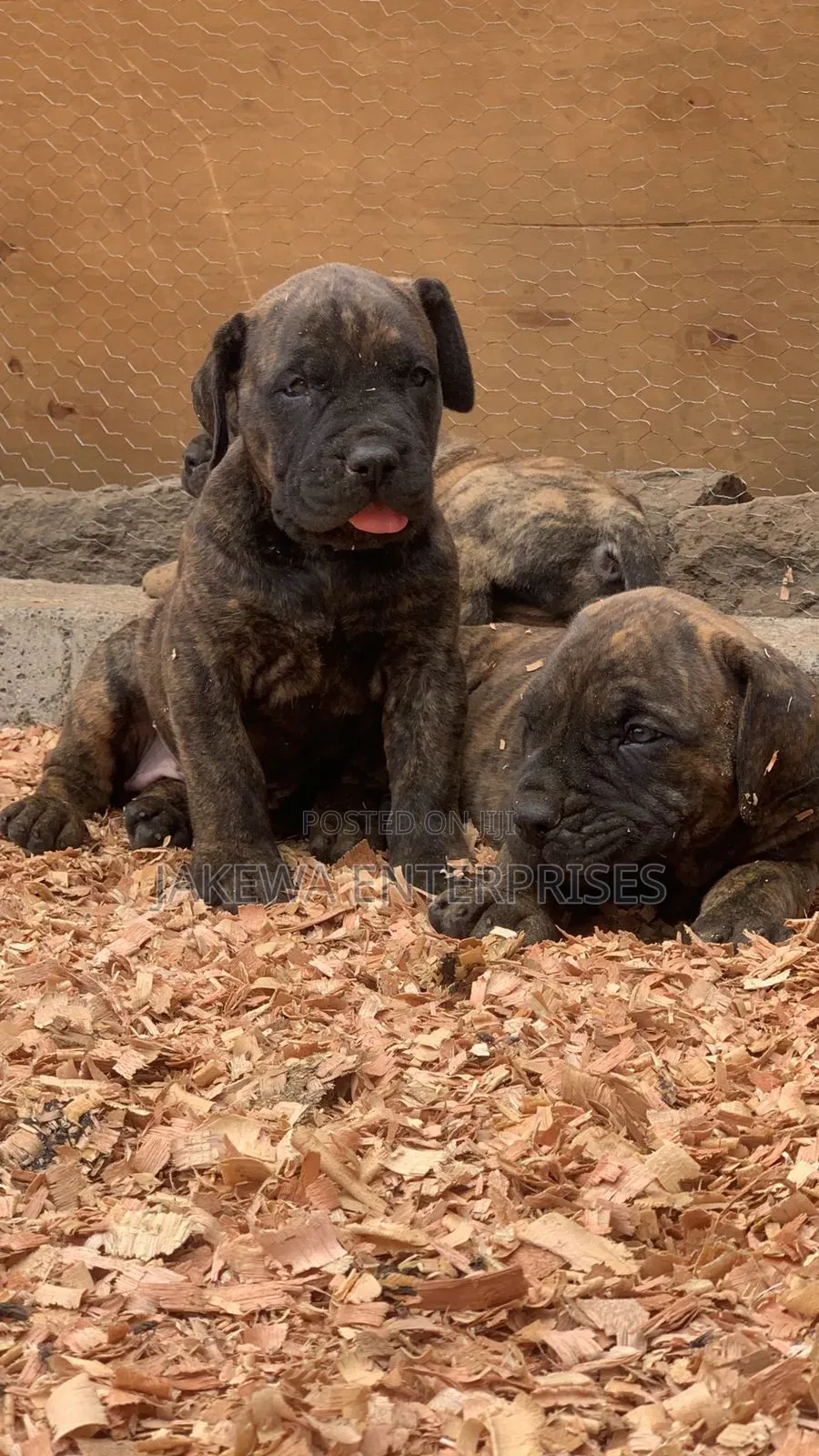 1-3 months Male Purebred Boerboel