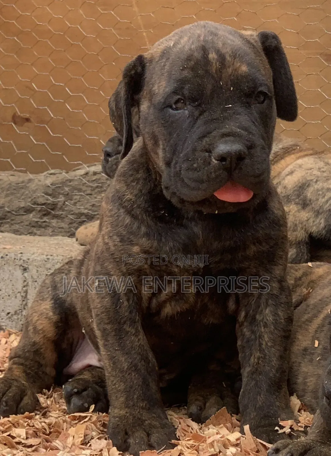 1-3 months Male Purebred Boerboel