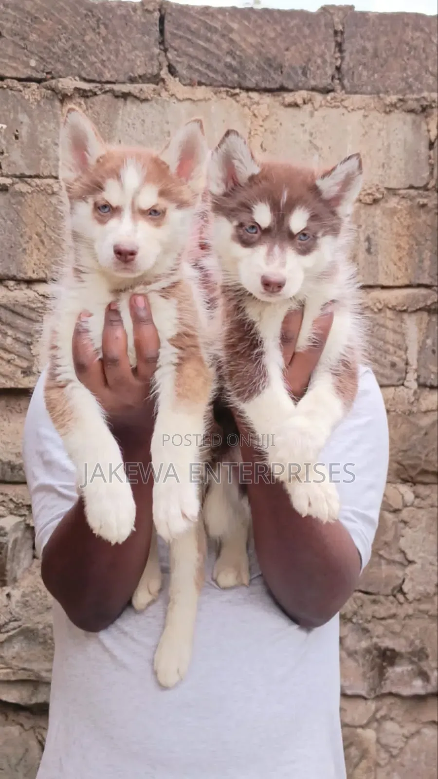 1-3 months Male Purebred Siberian Husky