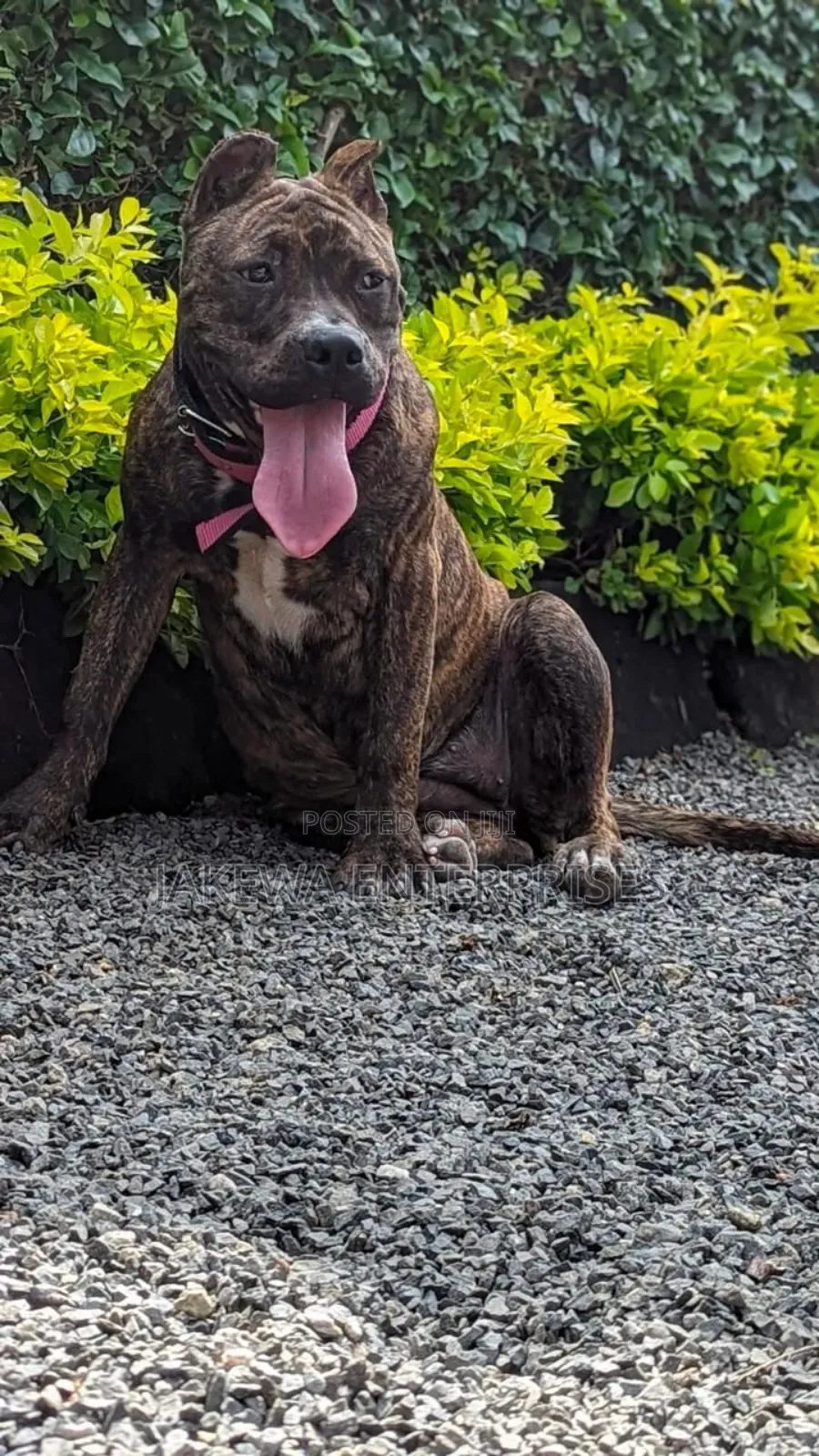 1+ year Female Purebred American Bully