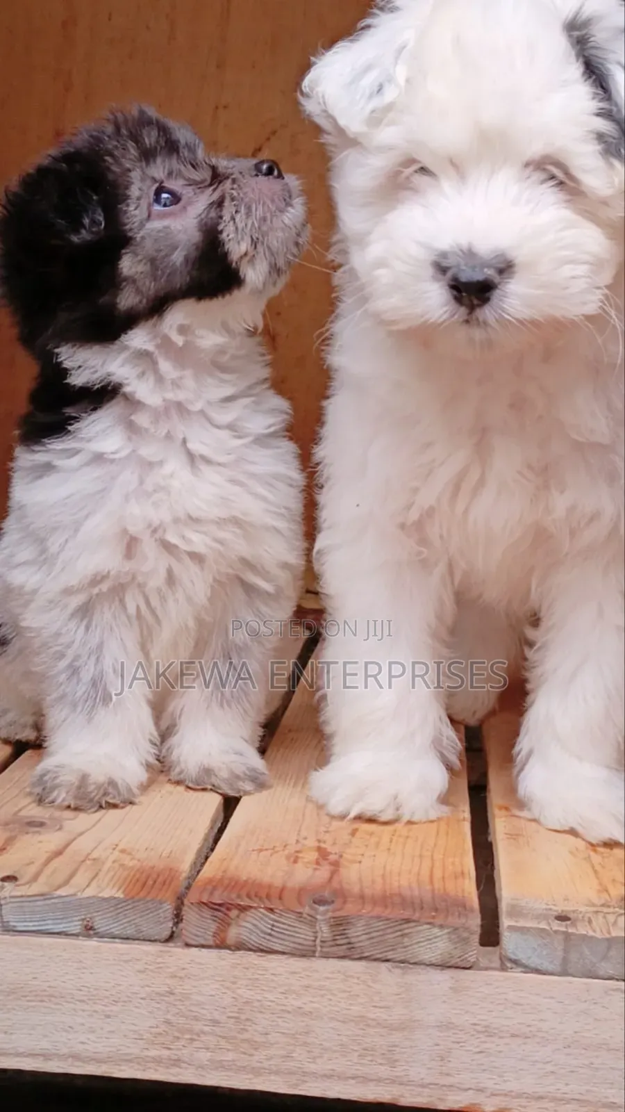 1-3 months Male Purebred Havanese
