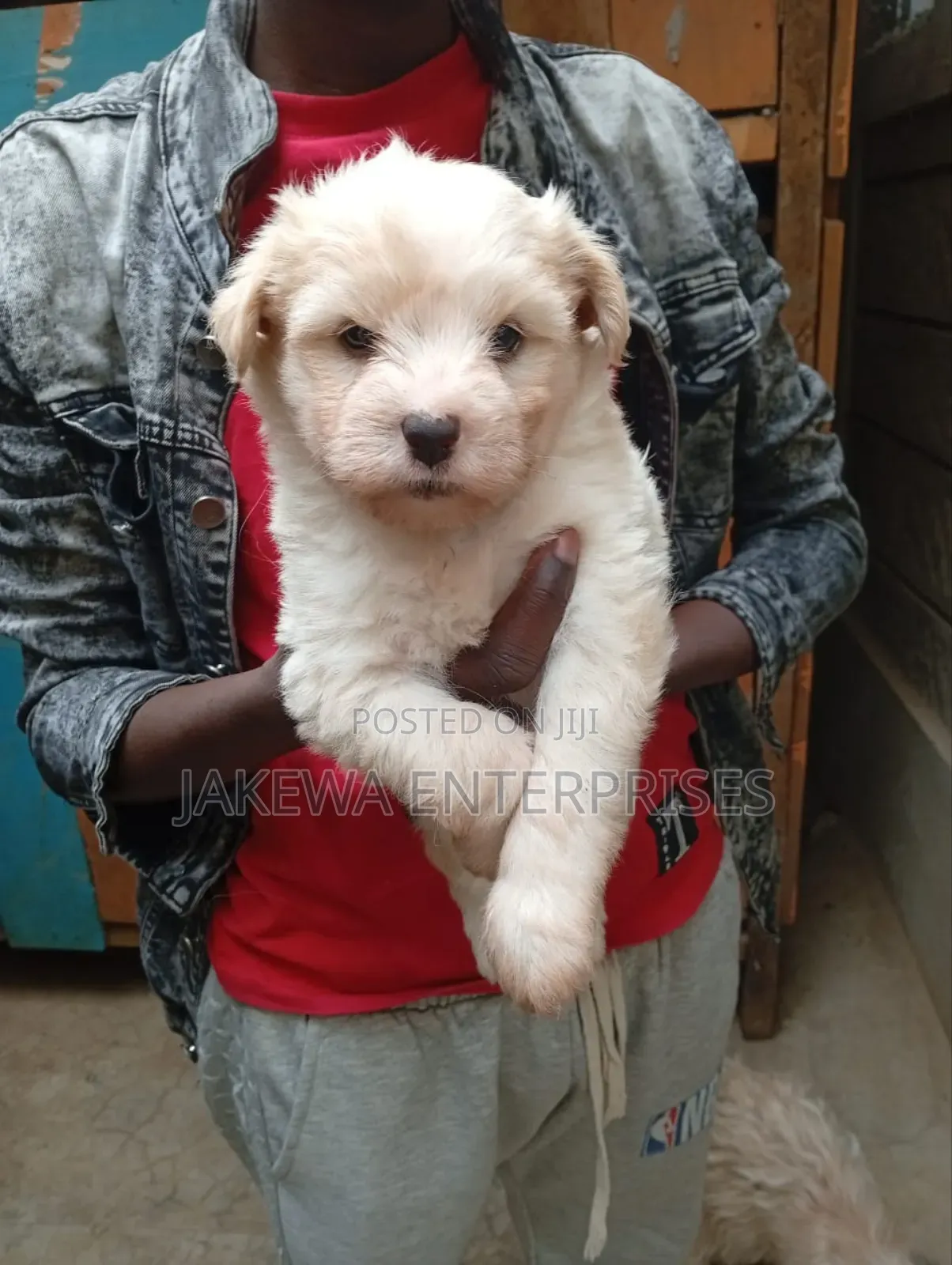 1-3 months Female Purebred Maltese