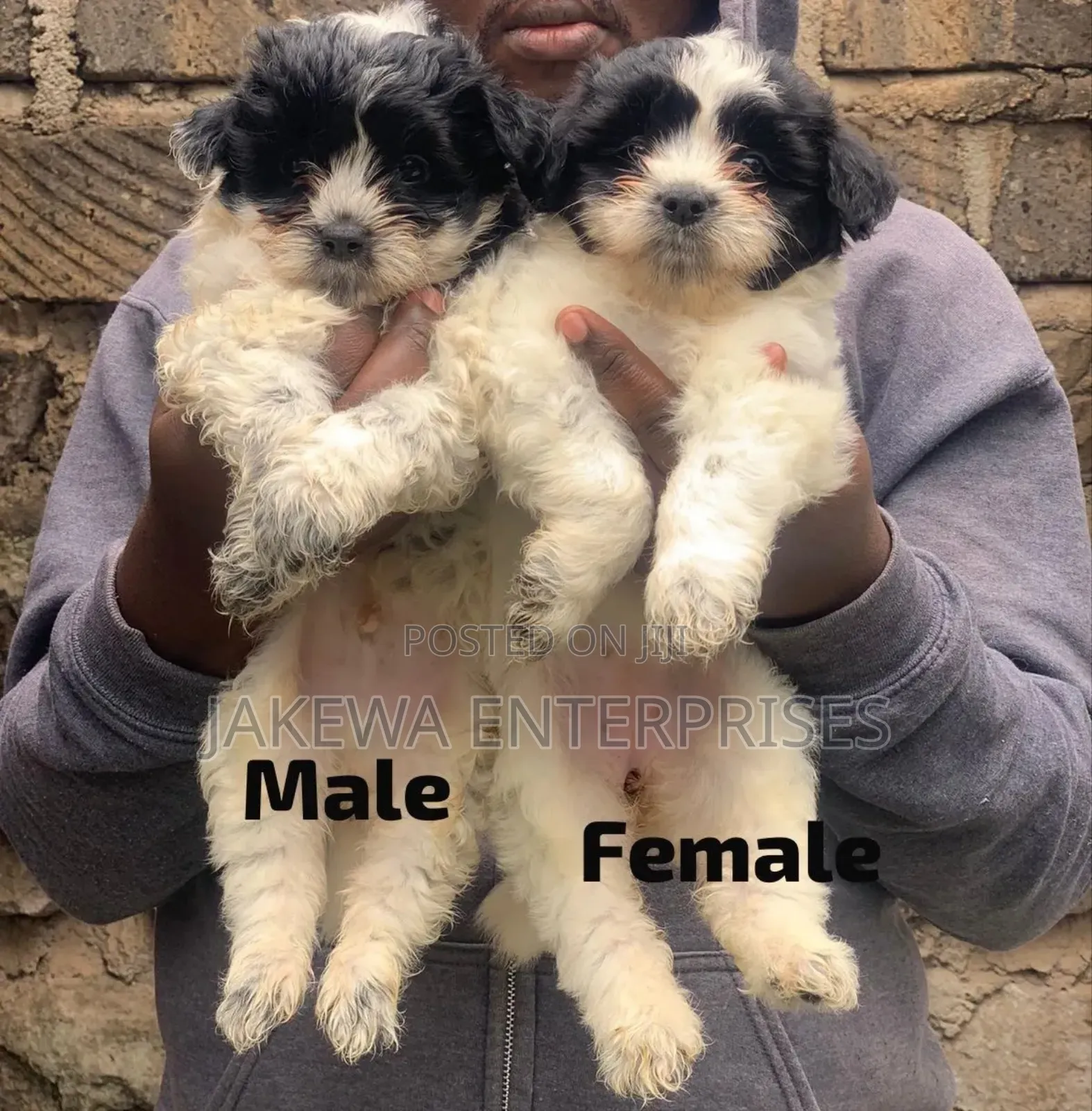 1-3 months Male Purebred Havanese