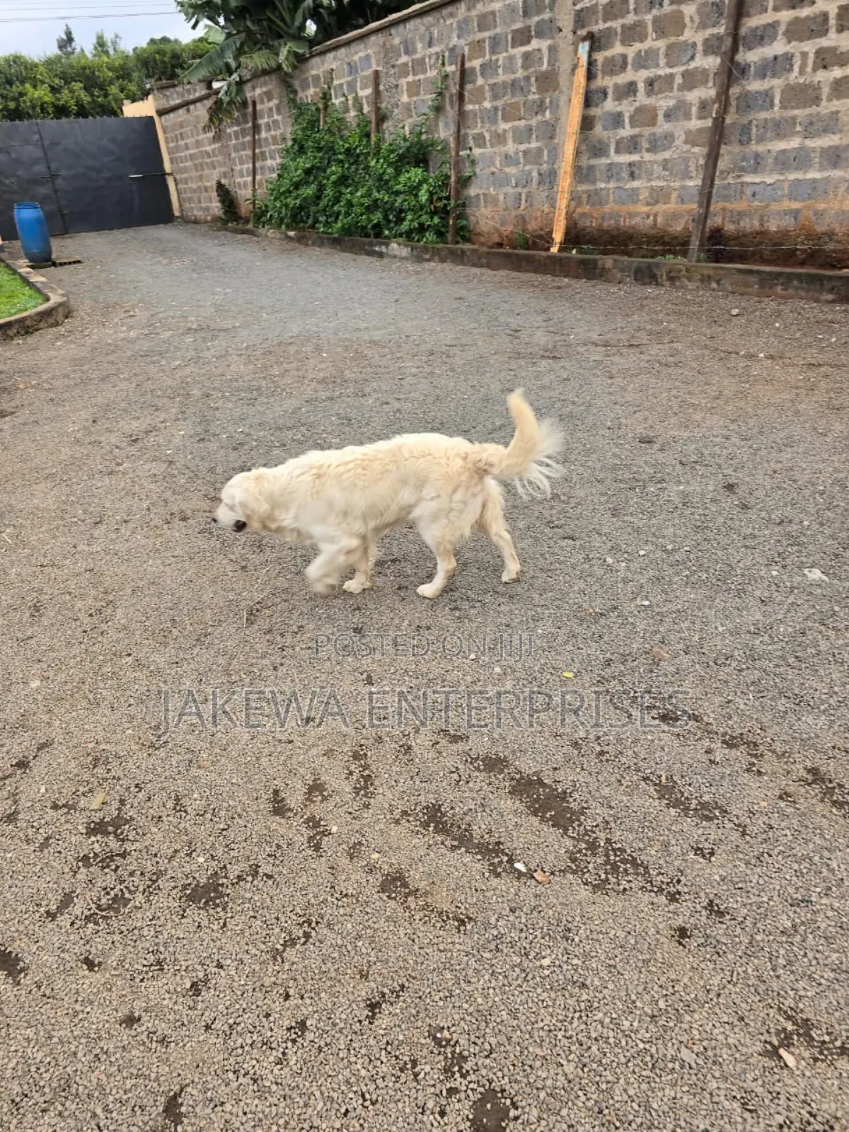 1+ year Male Purebred Golden Retriever