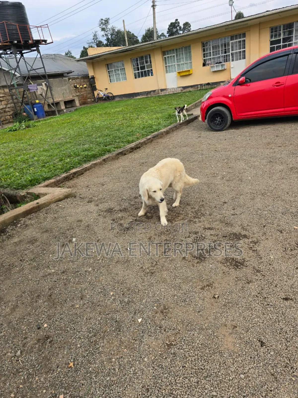 1+ year Male Purebred Golden Retriever