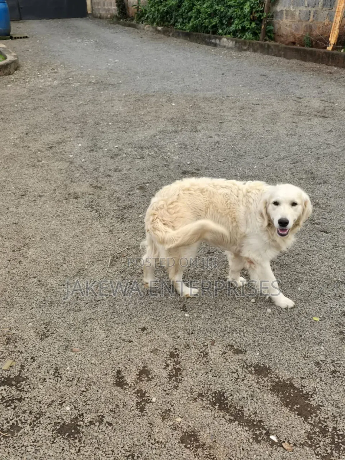 1+ year Male Purebred Golden Retriever