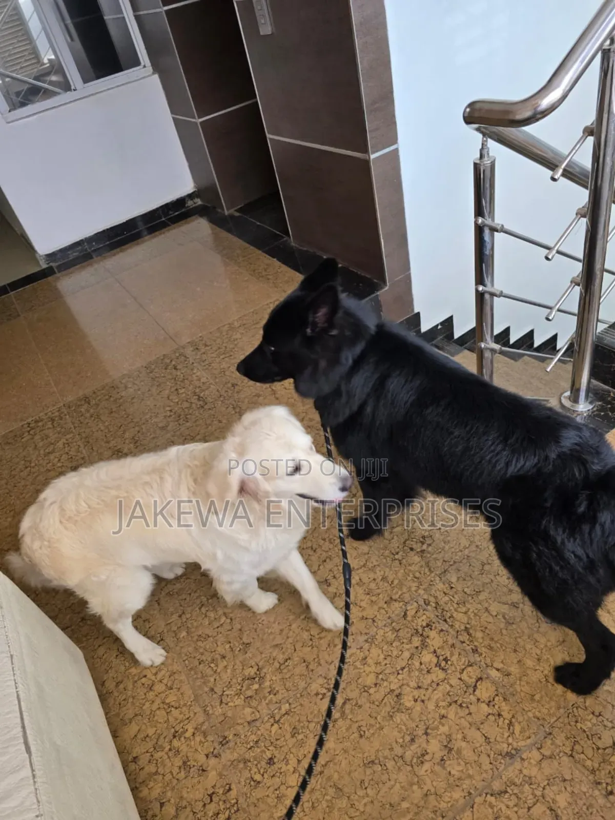 1-3 months Male Purebred Golden Retriever
