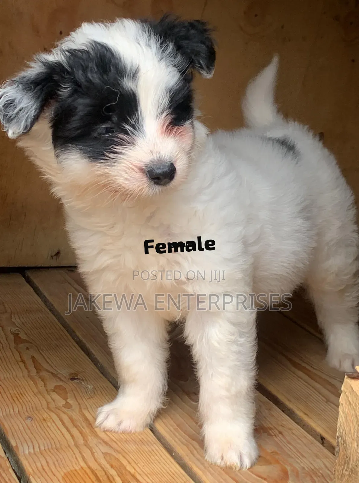 1-3 months Female Purebred Havanese