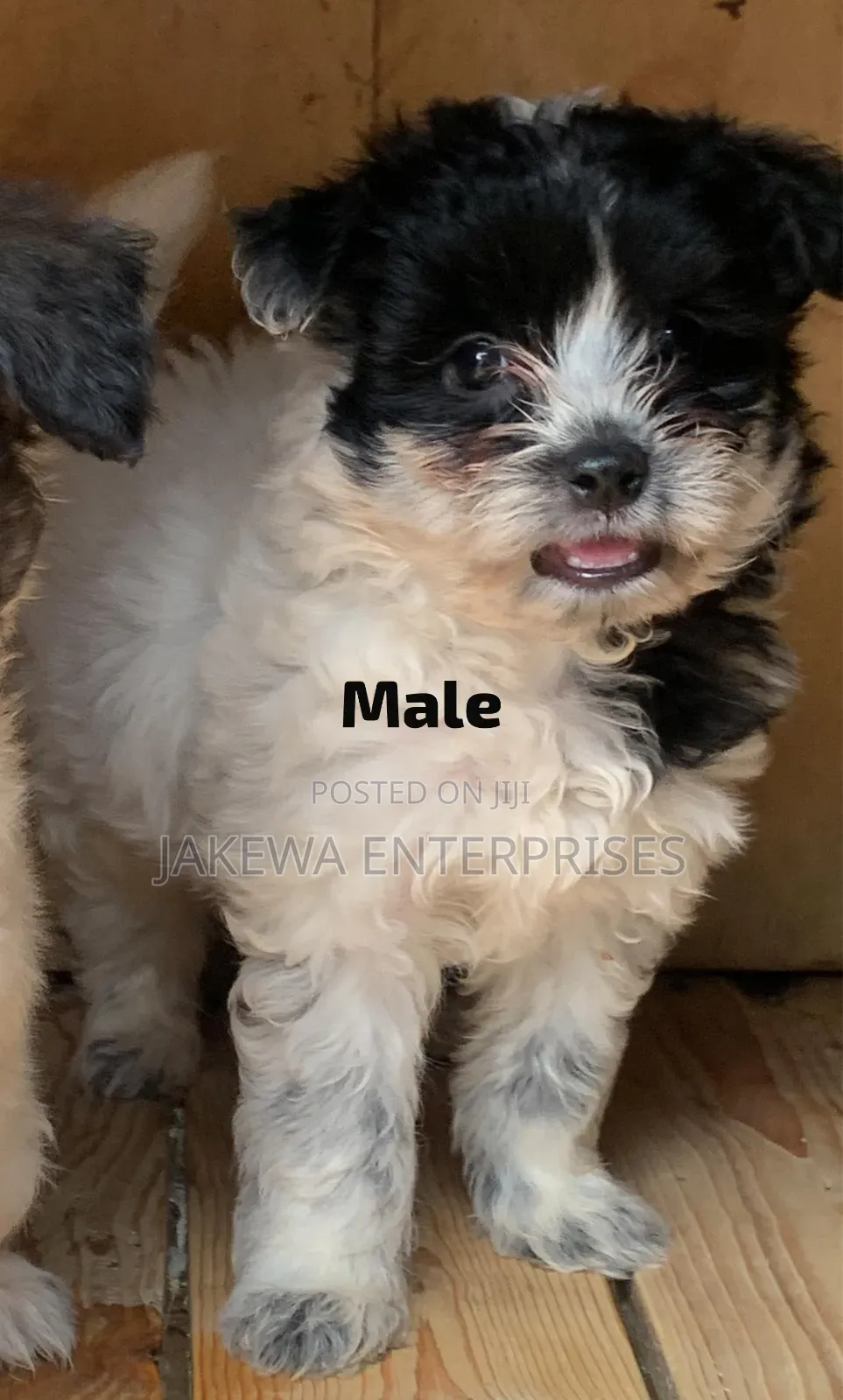 1-3 months Male Purebred Havanese