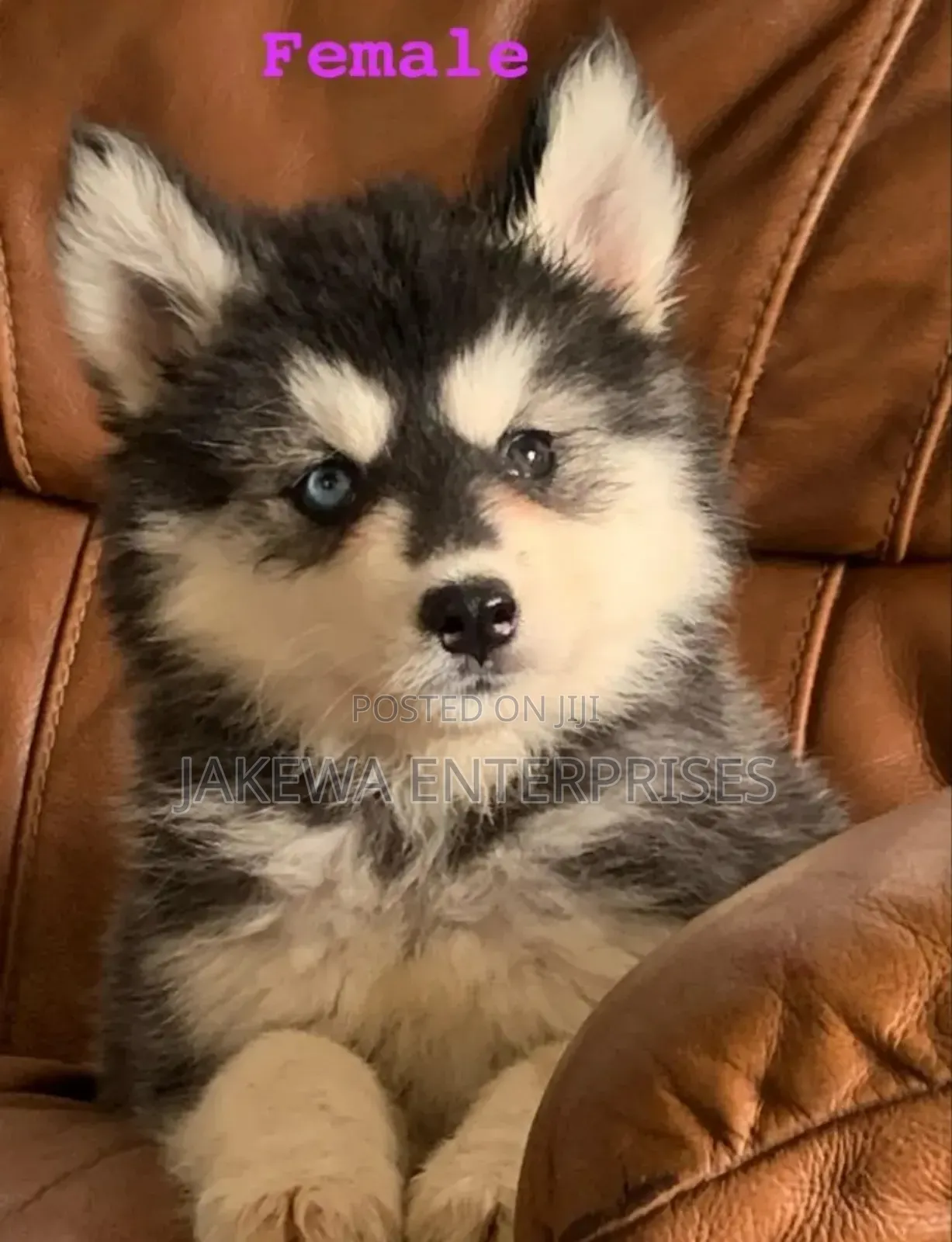1-3 months Female Purebred Siberian Husky
