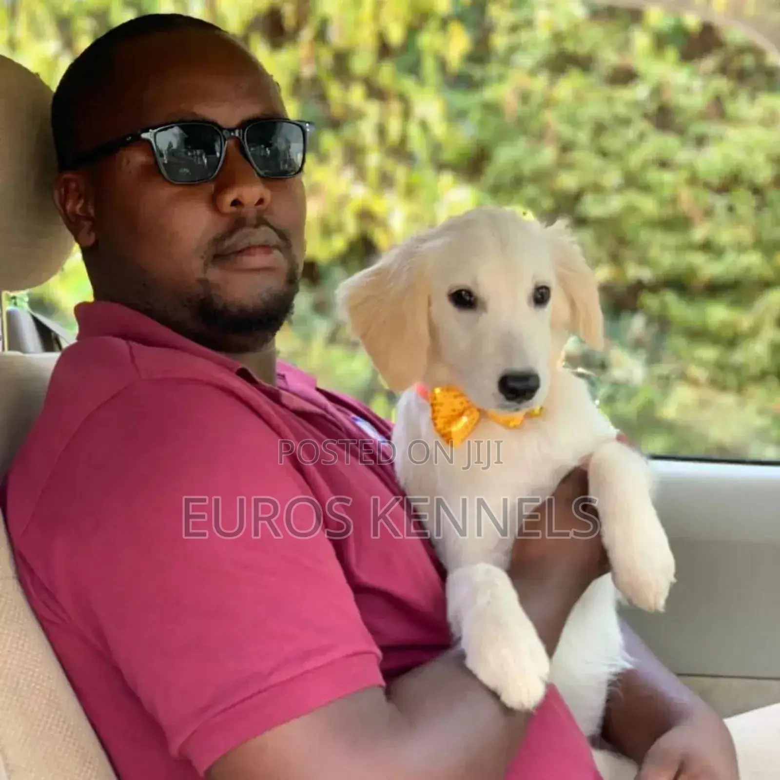 1-3 months Male Purebred Golden Retriever