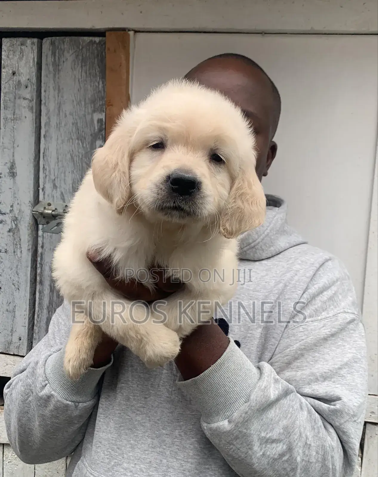 1-3 months Male Purebred Golden Retriever