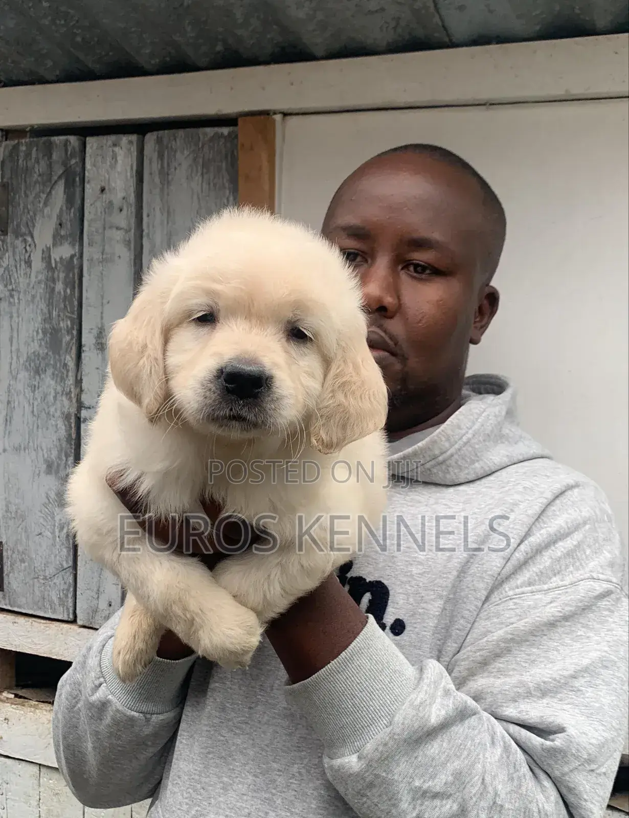 1-3 months Male Purebred Golden Retriever