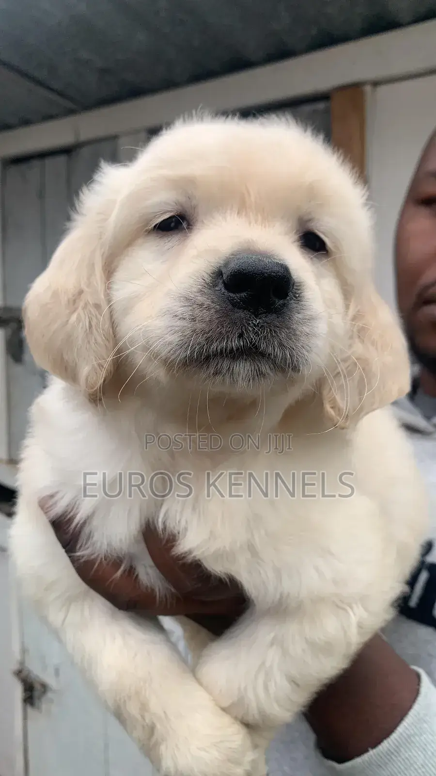 1-3 months Male Purebred Golden Retriever