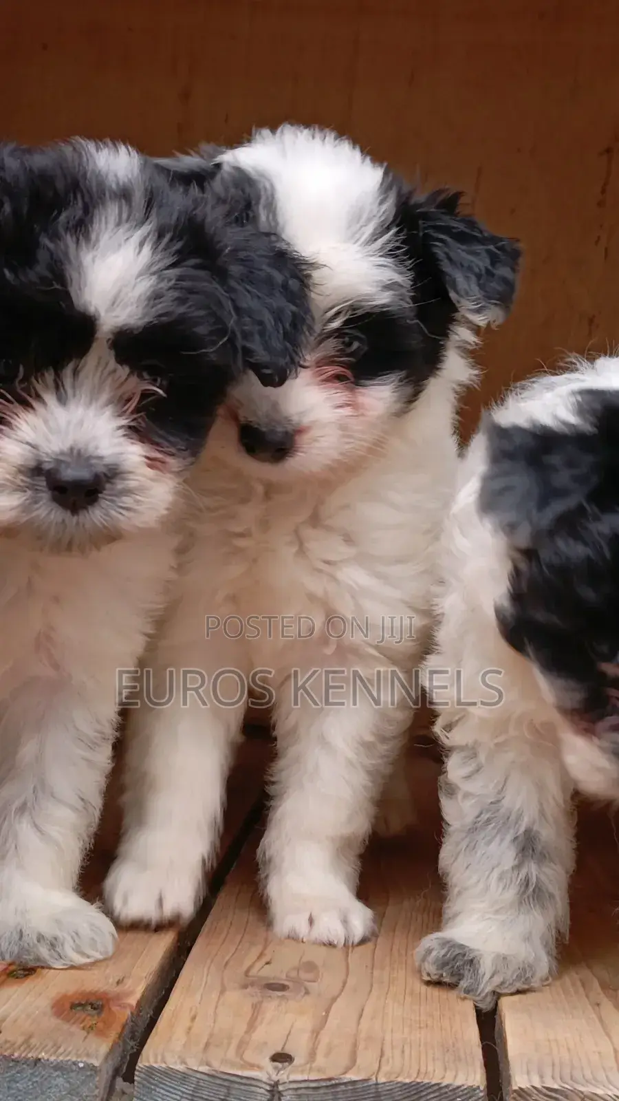 1-3 months Male Purebred Havanese