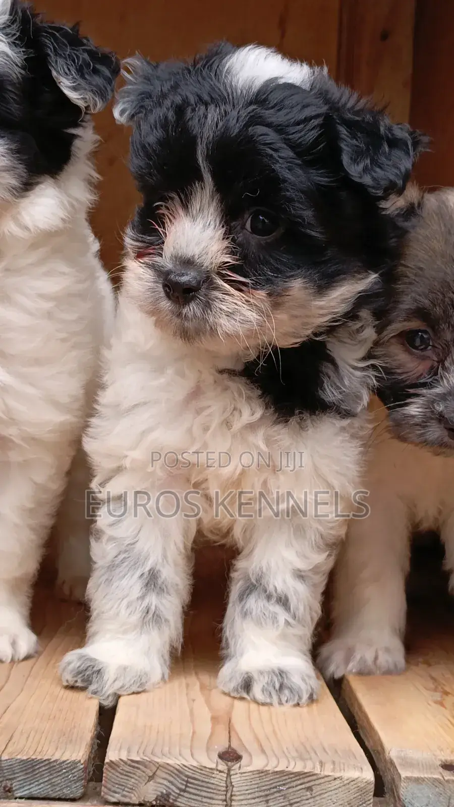 1-3 months Male Purebred Havanese