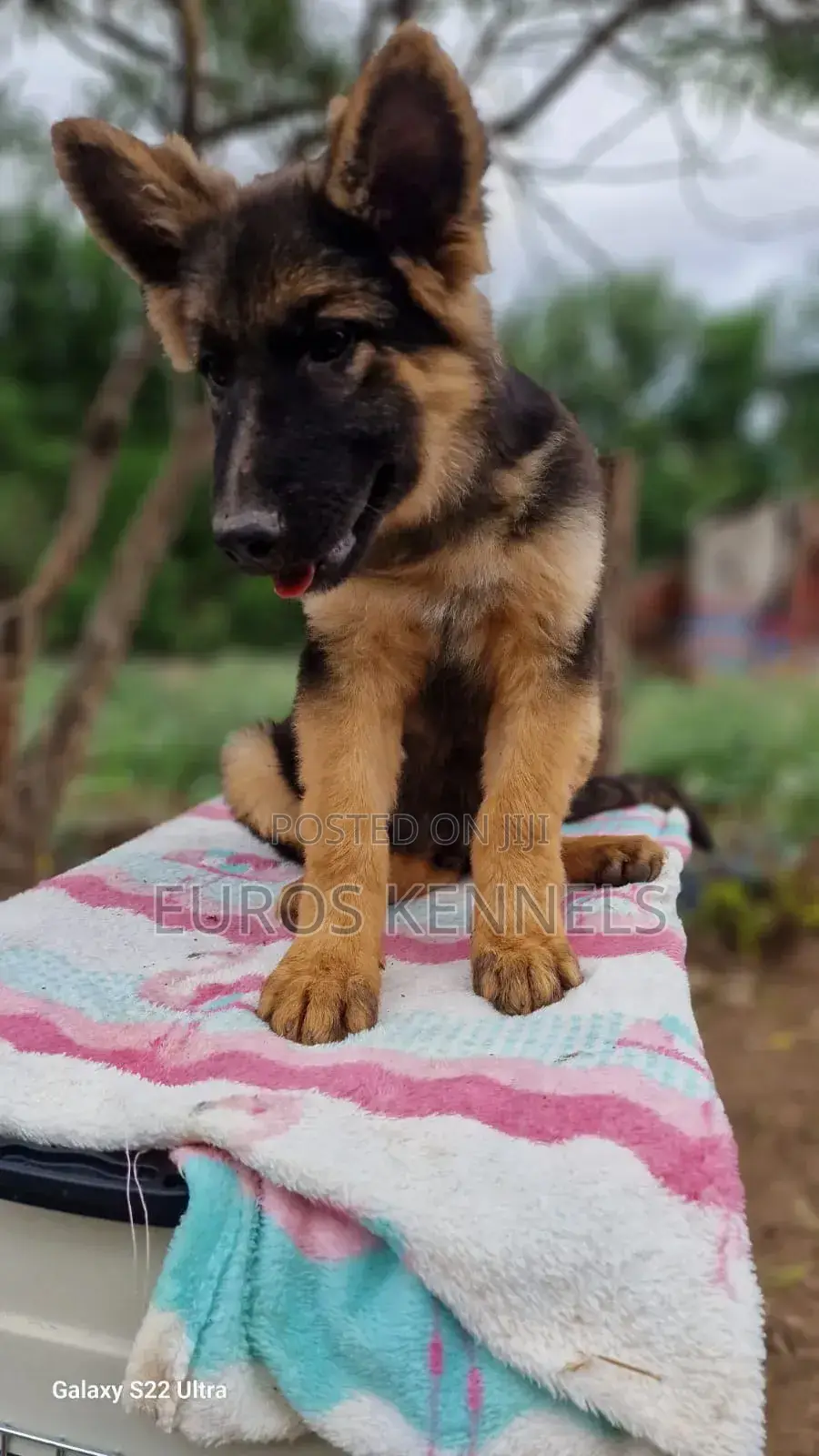 1-3 months Male Purebred German Shepherd