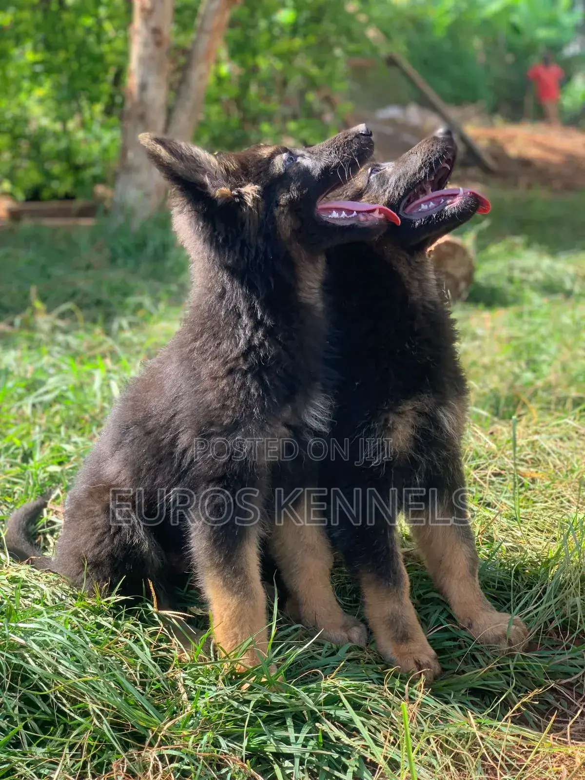 1-3 months Male Purebred German Shepherd