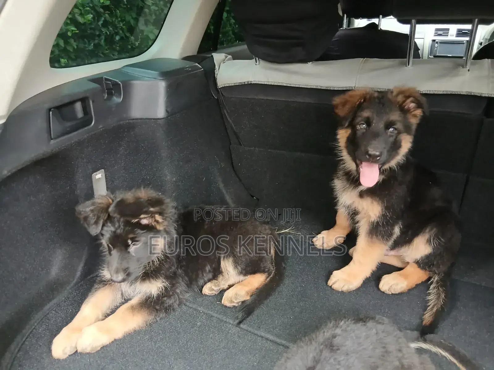 1-3 months Male Purebred German Shepherd
