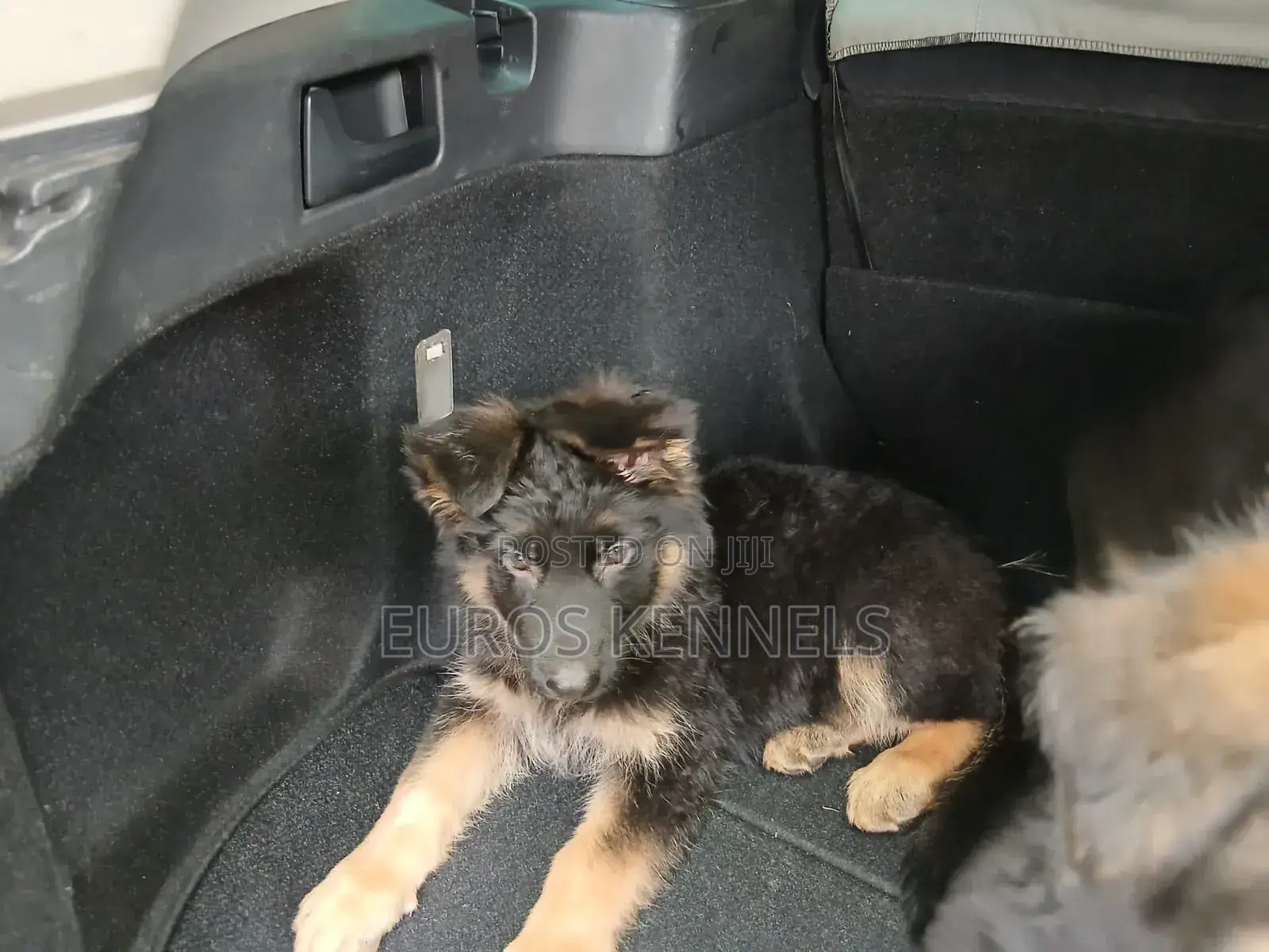 1-3 months Male Purebred German Shepherd
